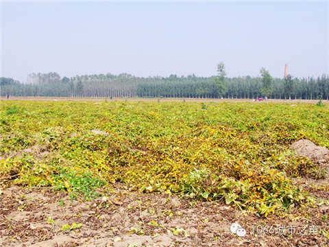 一望無(wú)際的山藥基地。據(jù)說(shuō)，一季山藥后，土地需要五年才能恢復(fù)。