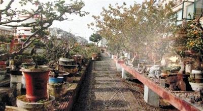 劉光嘉出示博物館內(nèi)部圖片中，擺放著各種盆景。