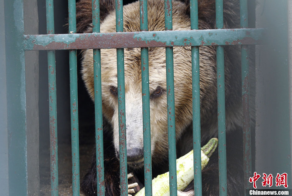 6月19日，河南鄭州，新密市動物園咬死飼養(yǎng)員的肇事棕熊被暫押在鄭州動物園內，該熊“臥室”周圍被三重鋼