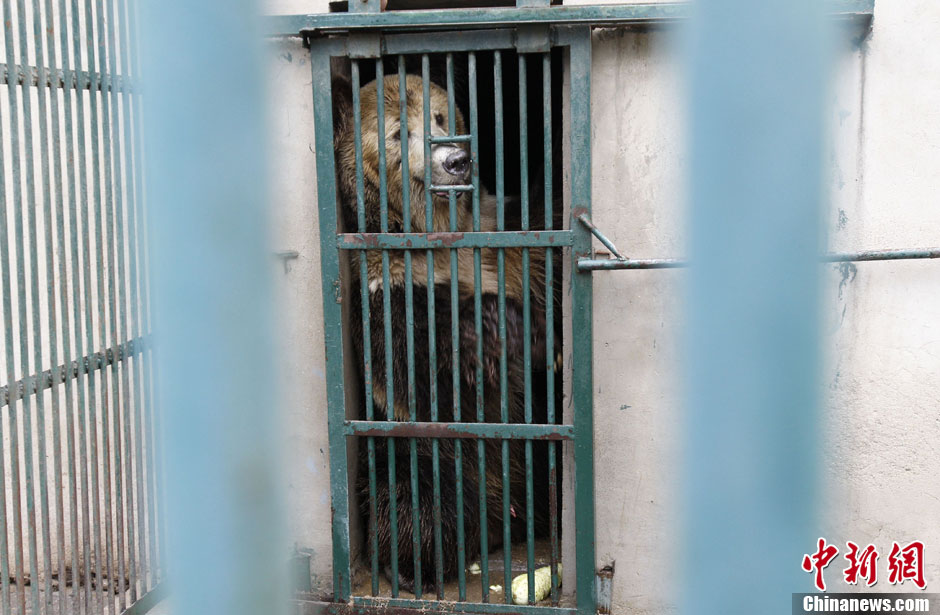 6月19日，河南鄭州，新密市動物園咬死飼養(yǎng)員的肇事棕熊被暫押在鄭州動物園內，該熊“臥室”周圍被三重鋼