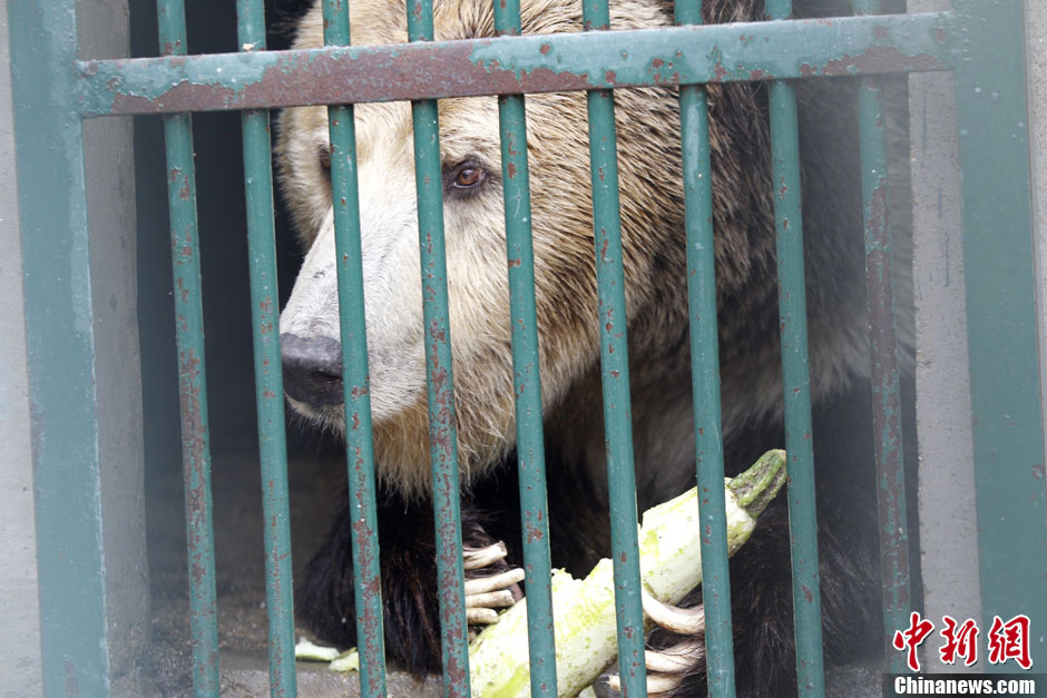 6月19日，河南鄭州，新密市動物園咬死飼養(yǎng)員的肇事棕熊被暫押在鄭州動物園內，該熊“臥室”周圍被三重鋼
