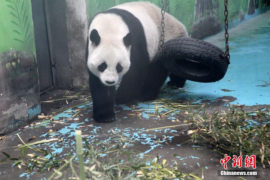 　3月17日，河南鄭州動(dòng)物園內(nèi)的大熊貓“龍昇”。