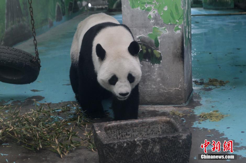 3月17日，河南鄭州動(dòng)物園內(nèi)的大熊貓“龍昇”。