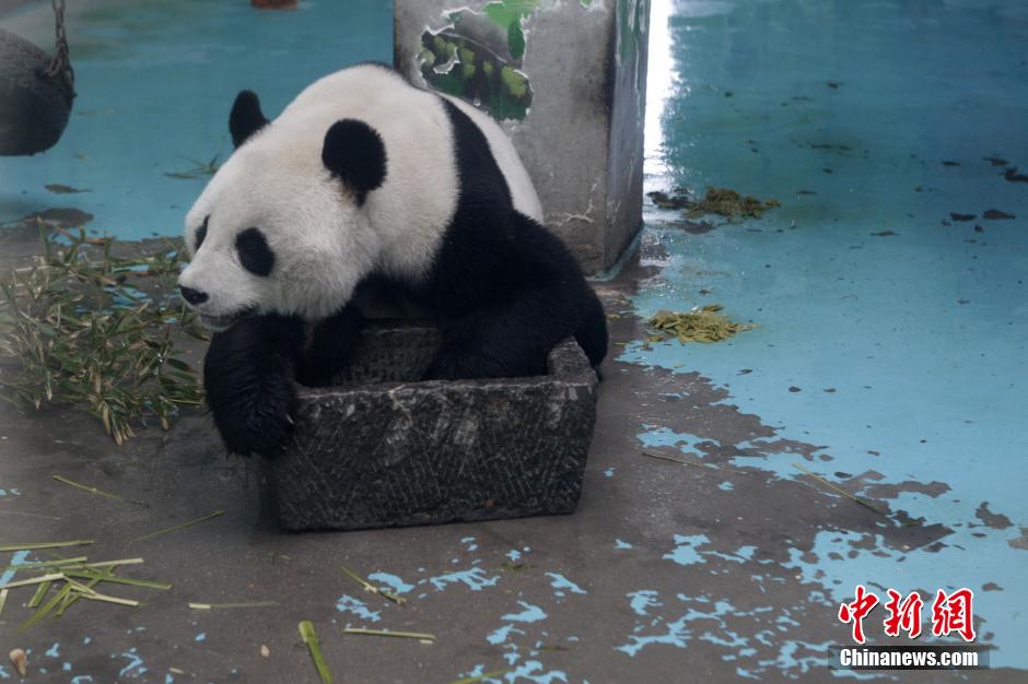 3月17日，河南鄭州動(dòng)物園內(nèi)的大熊貓“龍昇”。