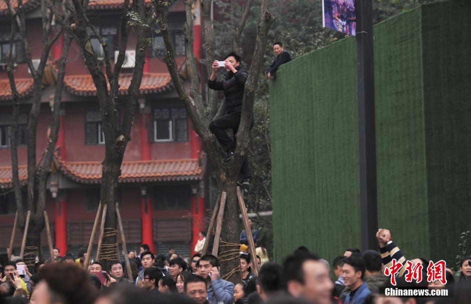 重慶一市民為占據(jù)有利位置，爬上銀杏樹(shù)觀看自己喜歡的明星。