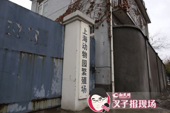 圖說：新民網記者趕到時，上海動物園繁殖場大門緊閉。新民網 記者 蕭君瑋 攝