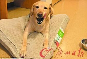 機(jī)智的導(dǎo)盲犬尤蘭達(dá)。