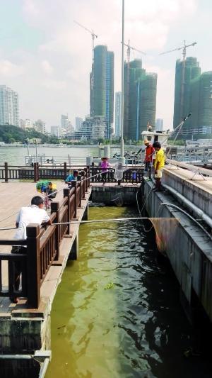 一群人正在打撈放生的龜、魚等。信息時報記者 陳文杰 攝