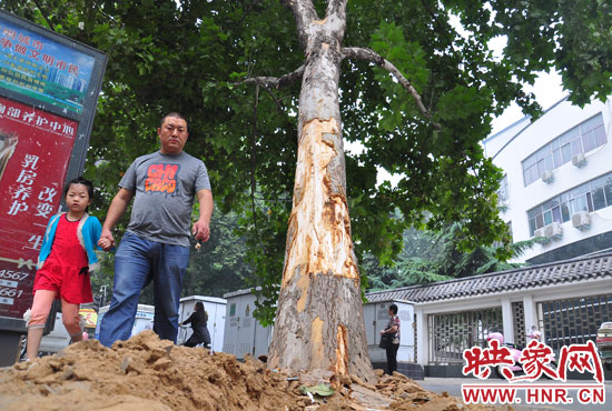 大樹(shù)根部翹起，歪向人行道邊。