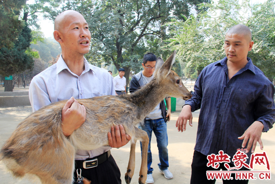 失主宋先生將“愛鹿”抱回家,并表示待小鹿傷情痊愈后,將其送到動(dòng)物園,供市民觀賞。