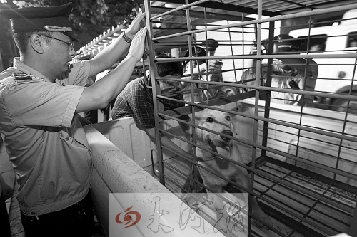 相關(guān)部門將加強(qiáng)管理，今年12月起烈性犬一律沒收。 （資料圖）