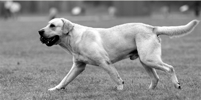 養(yǎng)犬限高35厘米一旦實(shí)施，拉布拉多、金毛等大型犬將被禁養(yǎng)。