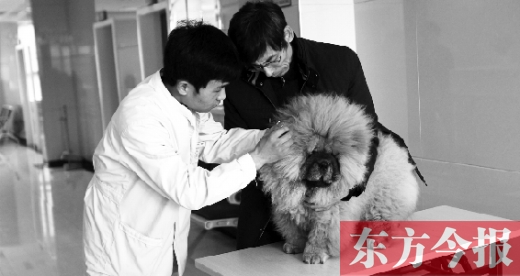 在一家大型寵物醫(yī)院里，生病的狗狗正在接受治療