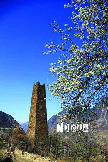 　　丹巴的碉樓與梨花互相輝映。