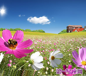 十二星座代表什么花？