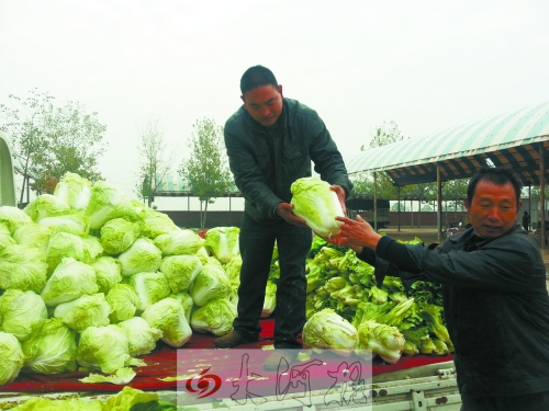 白菜進(jìn)入大量上市期,但價格卻不便宜。