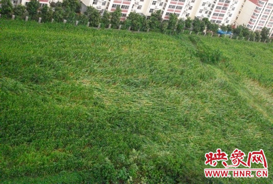 據(jù)映象網(wǎng)網(wǎng)友趙冠召反映，8月7日下午鄭州高新技術(shù)開發(fā)區(qū)突降暴雨冰雹，致使附近農(nóng)田近三分之一玉米倒伏