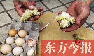 昨天上午，鄭州市紫東苑小區(qū)一住戶家的烏雞蛋竟然孵出了小雞