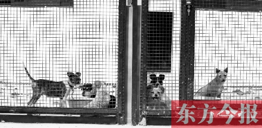 被主人遺棄的小狗暫時(shí)寄居在鄭州市犬只收容中心內(nèi)，如果沒有人來認(rèn)領(lǐng)，他們將被處以安樂死
