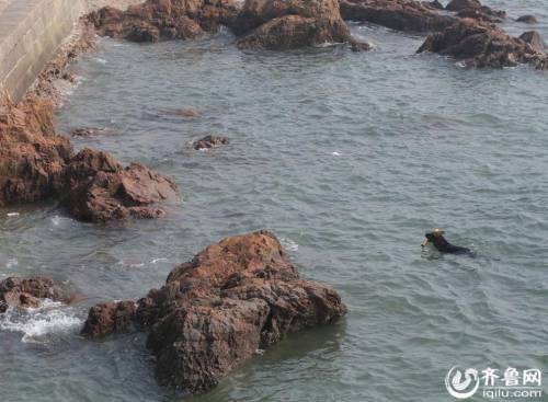 青島棧橋現“環(huán)保狗” 跳海撿垃圾