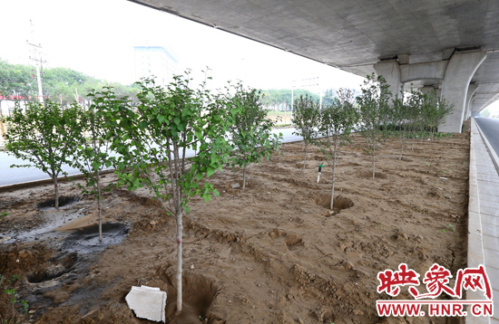 西三環(huán)淮河路立交橋下,新栽種的六七十棵枇杷樹。