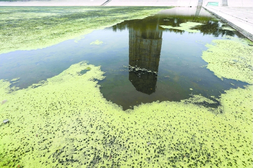 幾近干涸、臭氣熏天、長滿水草的東風渠，已不見往日容顏　 記者 侯建勛/攝