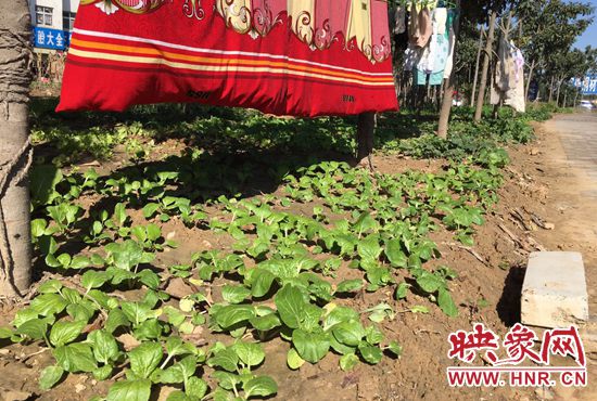 西四環(huán)中原路交叉口，大片生態(tài)廊道被毀，變成私家菜園。