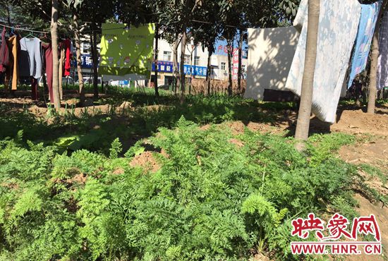 西四環(huán)中原路交叉口，大片生態(tài)廊道被毀，變成私家菜園。