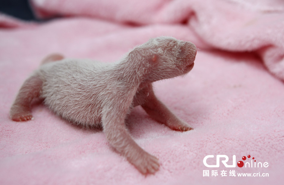 2013年7月11日，成都大熊貓繁育研究基地月亮產(chǎn)房，新生大熊貓寶寶在育嬰箱里憨態(tài)可掬。