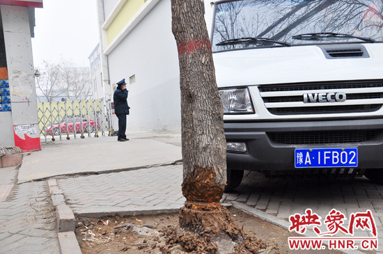 據(jù)了解，這棵樹在一家名叫“蝸牛之家”賓館專用停車場的出口處的南側(cè)，與北側(cè)的另外一棵白蠟樹有三四米的距