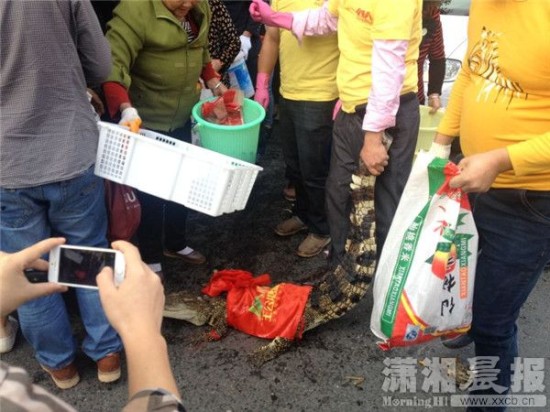鱷魚被車主抓到。