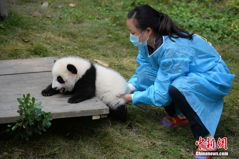 一名飼養(yǎng)員正幫助一只小大熊貓練習攀爬。