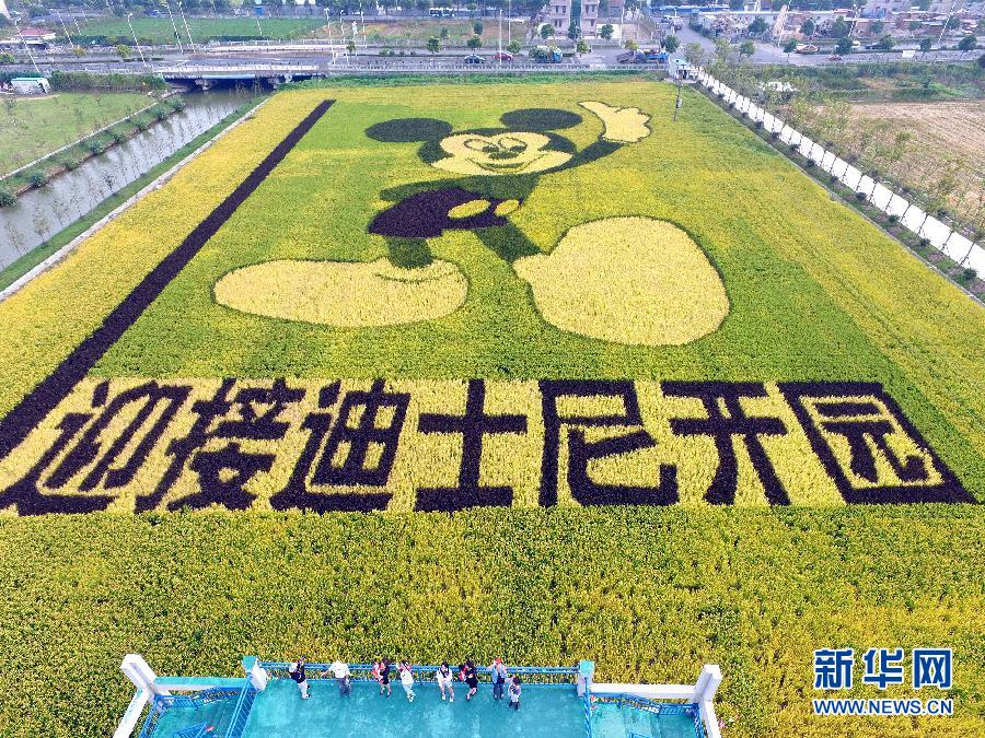 10月25日，游客在觀景臺(tái)上觀賞“米老鼠”稻田畫(huà)。