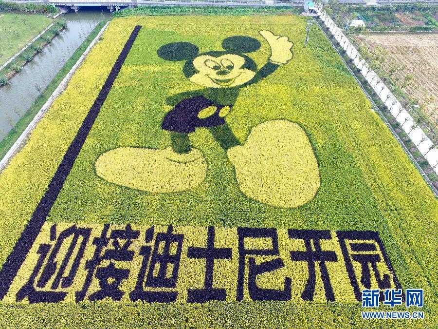10月25日，游客在觀景臺(tái)上觀賞“米老鼠”稻田畫(huà)。