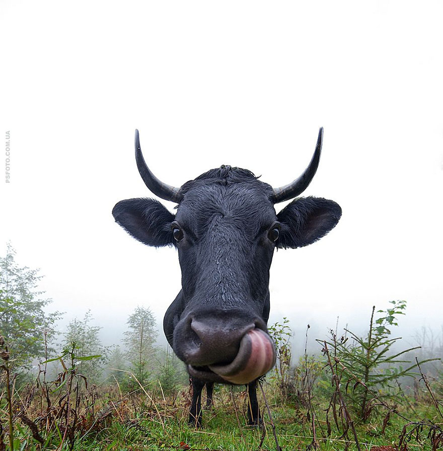 它們都是表情帝！一組不可思議的動物肖像