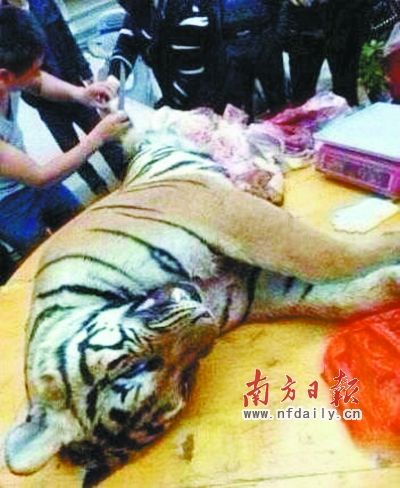 　殺虎現(xiàn)場(chǎng)。由匿名受訪人提供