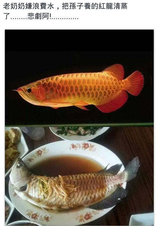 老奶奶嫌浪費水,把孫子養(yǎng)的紅龍清蒸了。圖片取自臺媒