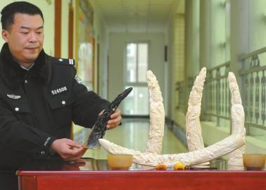 1月5日，辦案民警展示擋獲的犀牛角、盔犀鳥頭、象牙制品。