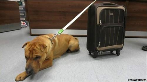 這只雄性的雜交沙皮犬被連同行李箱被拴在火車站外的欄桿上。