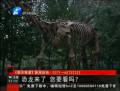 恐龍來了 你要看么？
