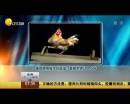 雄雞靚照催生優(yōu)質(zhì)蛋？看臉世界讓人心碎