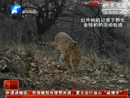 萌萌噠！濟源首次拍到金錢豹