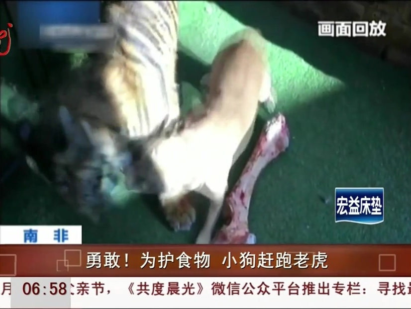 勇敢！為護食物 小狗趕跑老虎