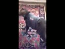 醉酒的貓咪回到家后各種搞笑！