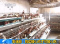 農(nóng)業(yè)部：購(gòu)買(mǎi)放心肉才可放心吃