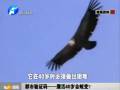 都市驗證碼——鷹活40歲會蛻變？