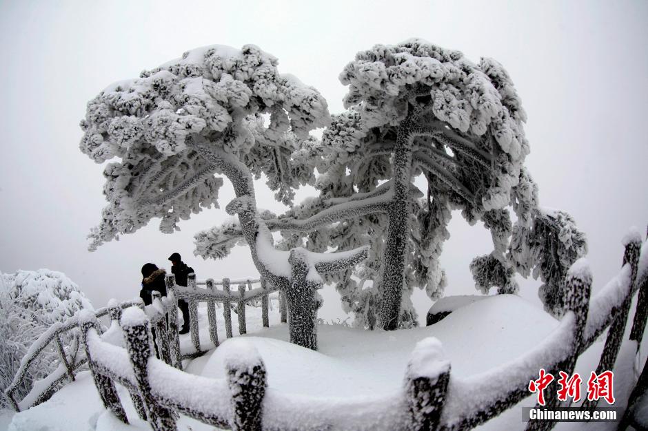 12月18日，雪后的安徽黃山風(fēng)景區(qū)出現(xiàn)了大面積雪凇美景，銀裝素裹，玉樹(shù)瓊枝，游人置身其間，如醉如癡。